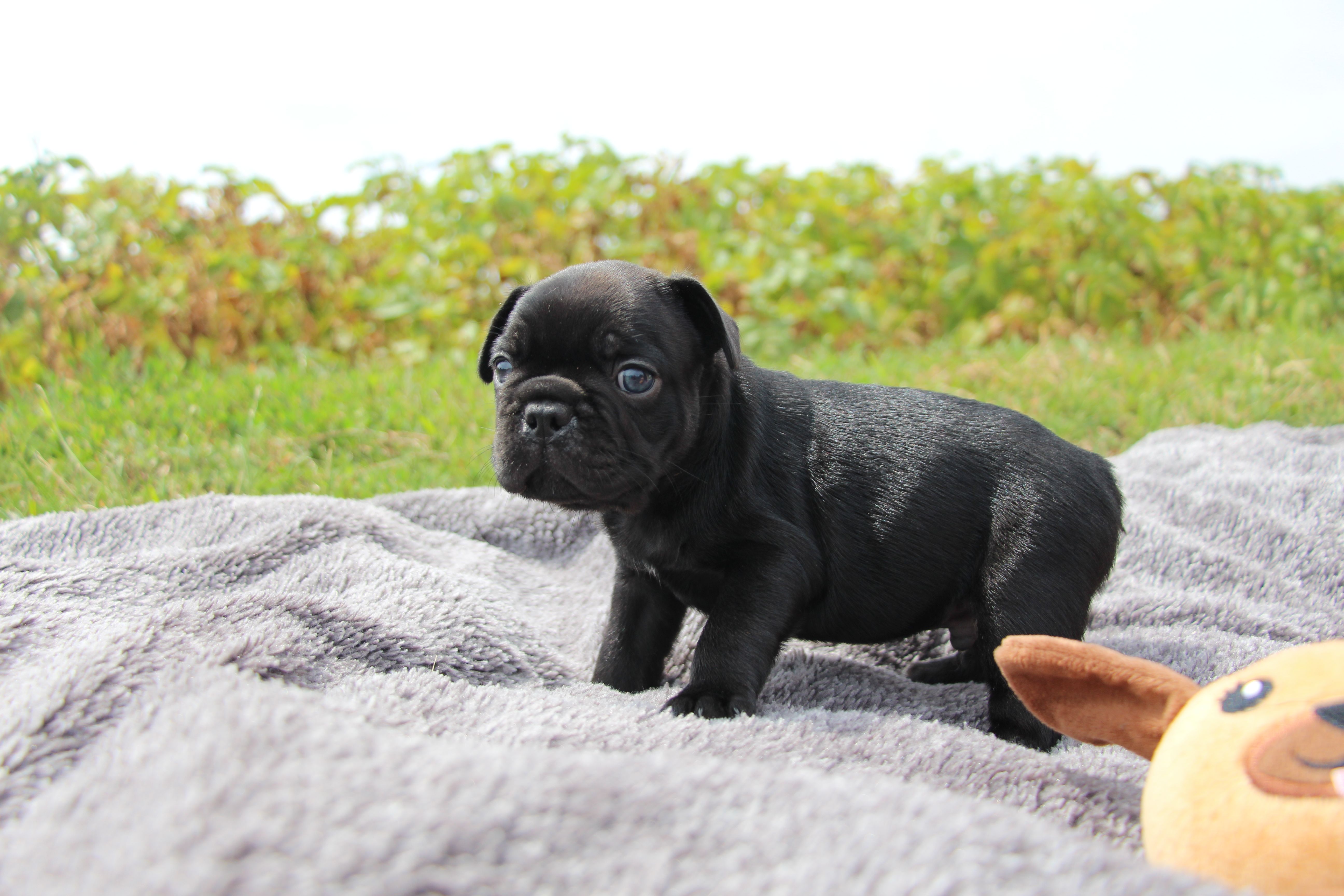 <svg class='green'></svg> <b>Mr.Sirius Black</b> <svg class='green'></svg>